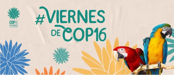 Graba tu video y únete a los viernes de COP16